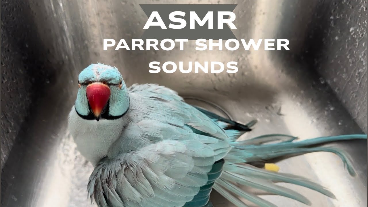 ASMR Parrot Shower Time | Real Water Sounds to Calm Your Mind