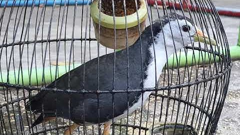 Suara Burung Ruak Ruak Betina Jernih dan Alami (Si Kajol)