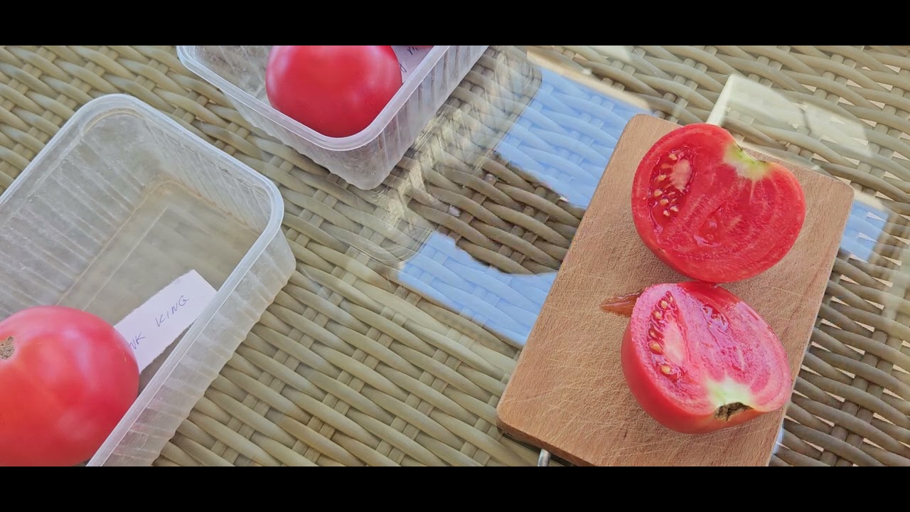 Testuję dwa pomidory Pink King i Honey Moon.