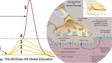 Neuromuscular Junction Physiology | From End Plate Potential to Action Potential