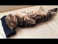 Cute is Not Enough - Funny Cats and Dogs Compilation #112