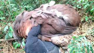 Nambu Guaçu e Juriti com a Mamba Negra