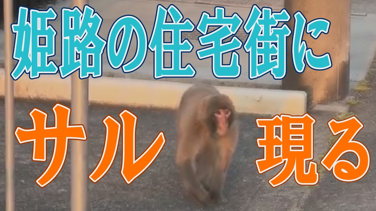 姫路の住宅街でサル出没、動画に 目撃した男性「同僚が襲われ、恐怖感じた」