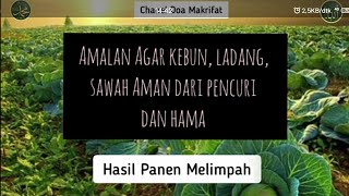 Dasyat ‼️Amalan Agar kebun, ladang, sawah Aman dari pencuri dan hama, Hasil Panen melimpah
