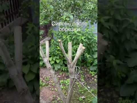 Сирень проснулась после обрезки