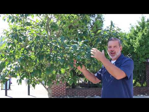 Fringetree (Chionanthus virginicus) - Plant Identification