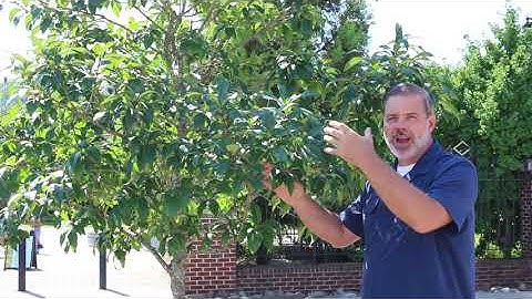 Fringetree (Chionanthus virginicus) - Plant Identification