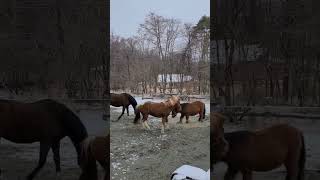 ここ掘れモコチャン #クローバー牧場 #かわいいポニー