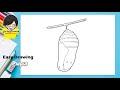 Easy Pupa Drawing