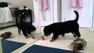 Bernese Missy playing with new toy