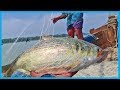 Amazing Fast Hilsa Fishing Skill (PART 101) - Catching Hilsa Fish Big in the River