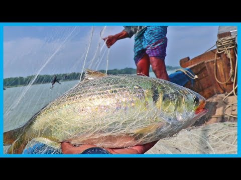 Vídeo: Genoma De Tenualosa Ilisha Del Río Padma, Bangladesh