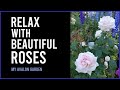 Relax with beautiful roses  my avalon garden