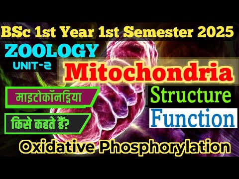 Mitochondria Structure &