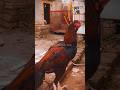 Aseel Chicks Fight &amp; Care | Fancy Murgiyan Shauk #aseel #murga #poultry #murgakiladai #shamo #shorts