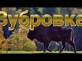 Настойка из Еживики. НАСТОЙКА ДЛЯ ДАМ!! Зубровка.