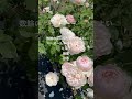 Gentle Hermione  David Austin  English Roseジェントル・ハーマイオニー　イングリッシュローズ　バラ