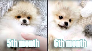 5 Months Old Pomeranian Transformation to 6 months | Pomeranian Puppy who loves Paw Massage