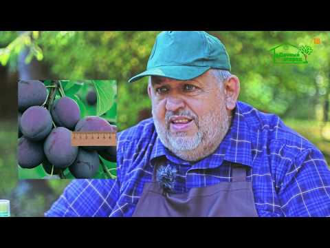 Video: Problémy S Pestovaním Sliviek. Časť 1