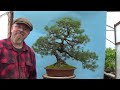 Scots pine bonsai repot by graham potter