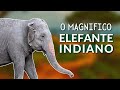 ELEFANTE-ASIÁTICO - TUDO SOBRE ESSE GIGANTE! ONDE VIVEM, TODAS AS SUBESPÉCIES E SUAS DIFERENÇAS!!!