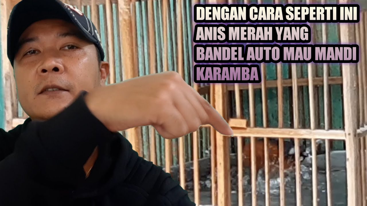 Cara paksa untuk memandikan ANIS MERAH yang bandel tidak mau mandi dikaramba