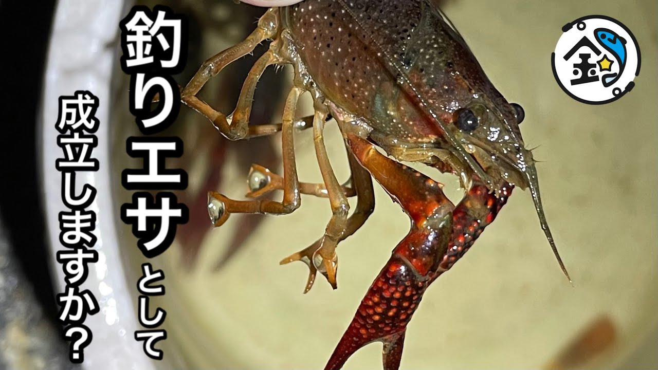 ウキ釣り ザリガニで海釣り 何が釣れる Youtube