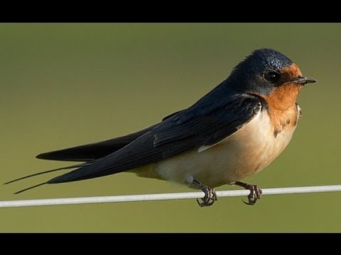 მაჭირხოლი  - ელეონორა მებონია