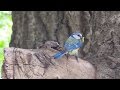 Синеголовые синицы. / Eurasian blue tit