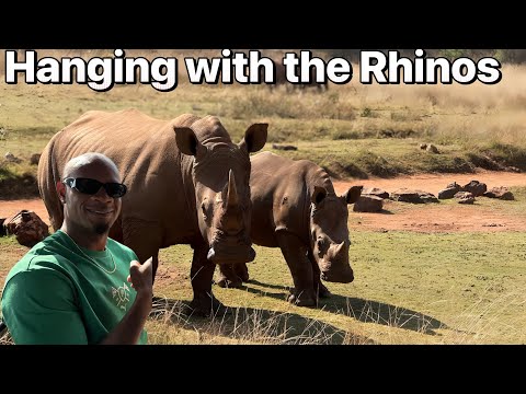 Up Close with LIONS, ZEBRAS & RHINOS | Wild African Safari Adventure!
