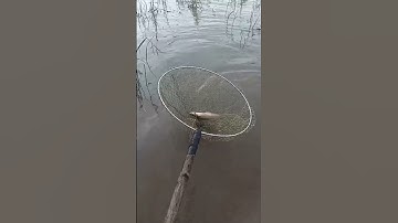 đến mùa cá trê vàng rồi ae ơi.