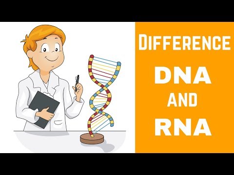 डीएनए और आरएनए के बीच अंतर