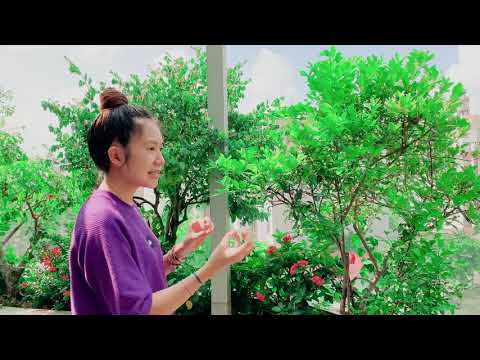 Thăm Vườn Trái Cây Nhà Trồng cùng Lý Hải Minh Hà