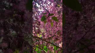 #goldenhour #music #jvke #piano #flowers