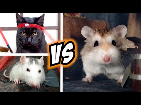 Epic HAMSTER vs EVIL CAT MOVIE with real life ANIMAL ACTORS 🐹😼