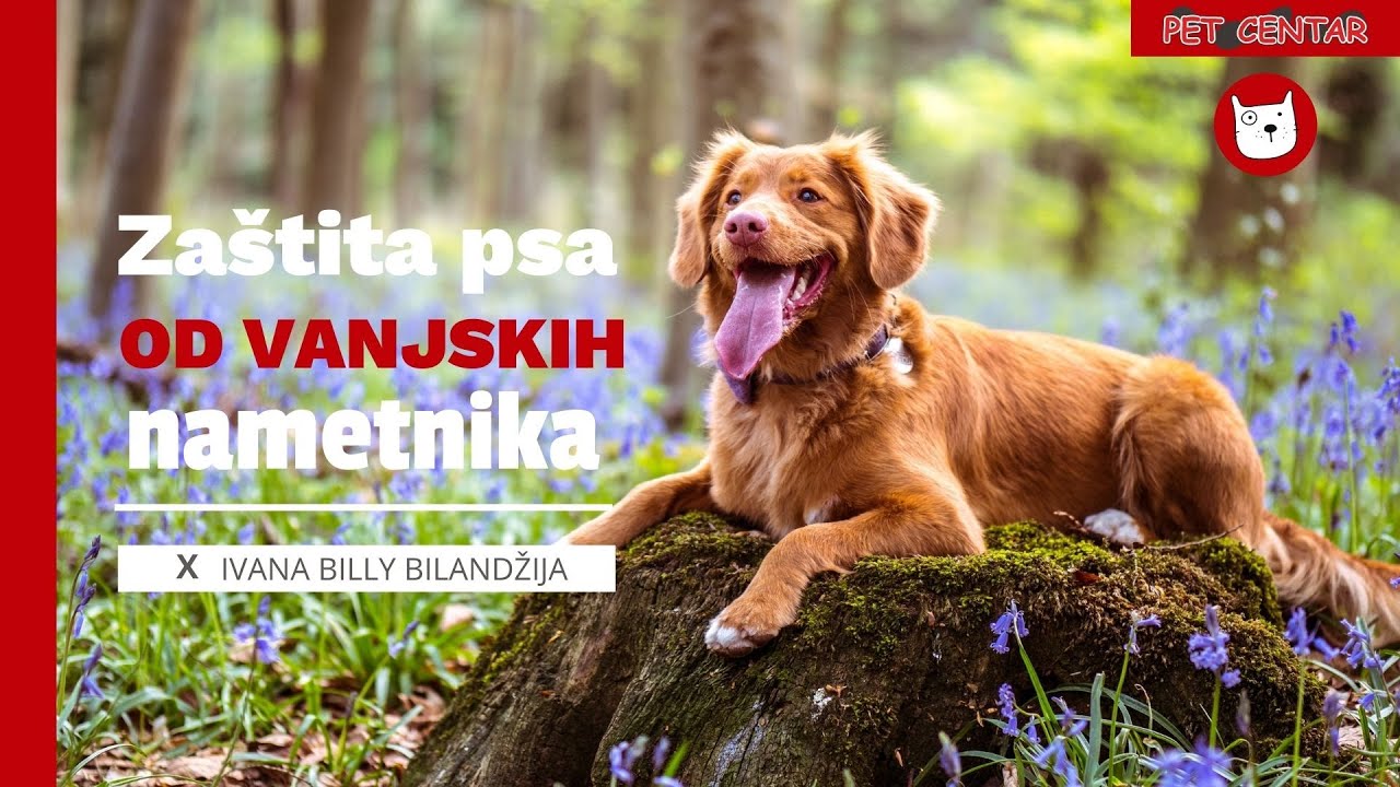 Zaštita psa od vanjskih nametnika (krpelji, buhe...) - (Mijau Vau)