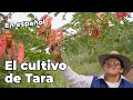 El cultivo de Tara