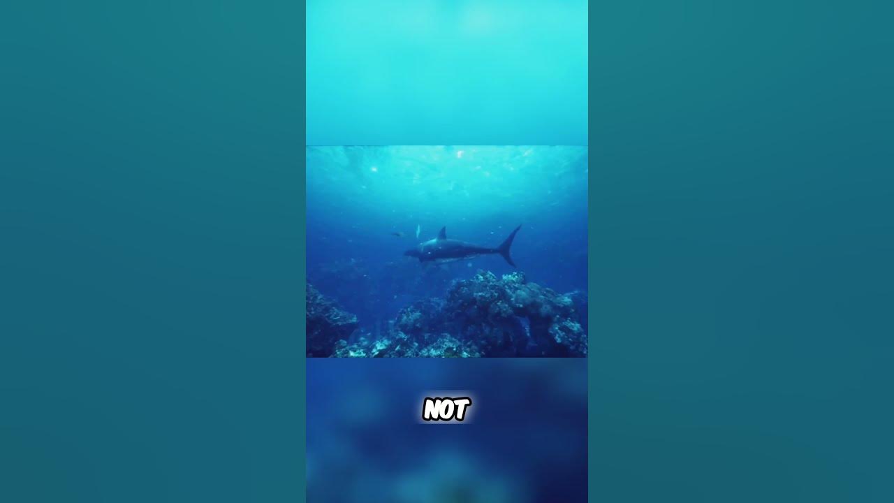 Marine Animal Showdown: Sperm Whale, Great White Shark, and Blue Whale