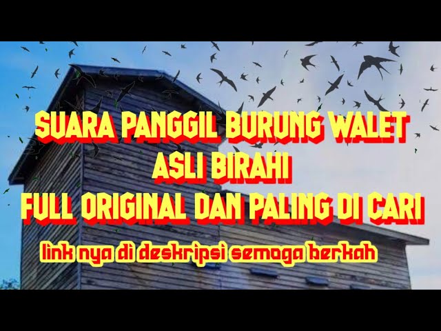SUARA PANGGIL BURUNG WALET BIRAHI ORI PALING DI CARI class=