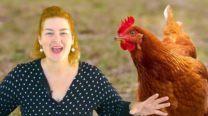 5 Things To Feed Your Chickens So They Lay Eggs Al...