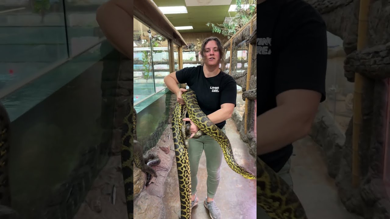 3 Different Anaconda Sizes 