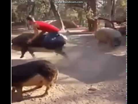 მაგარი პრიკოლი #3