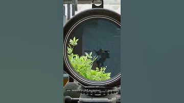 #soprecious on #Twitch | Deer jumping on the road - Arena Breakout: Infinite