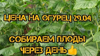 Цена на огурец 29.04. Собираем через день урожай!