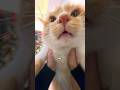 Testing the New GO Ultra Micro Lens with My 🐱 | Insta360 GO Ultra