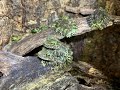 Vietnamese mossy frog rehouse and build  time for a new enclosure