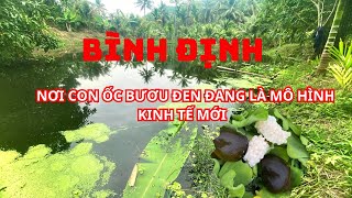 Mô hình nuôi ốc bươu đen kết hợp trồng dừa làm kinh tế ở bình định( 0365331015)