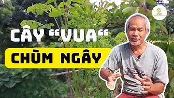 Cây Chùm Ngây: Siêu Thực Phẩm Tự Nhiên Giúp Sống Khỏe Và Bền Vững 🌱