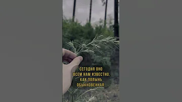 ТРАВА ЗАБВЕНИЯ