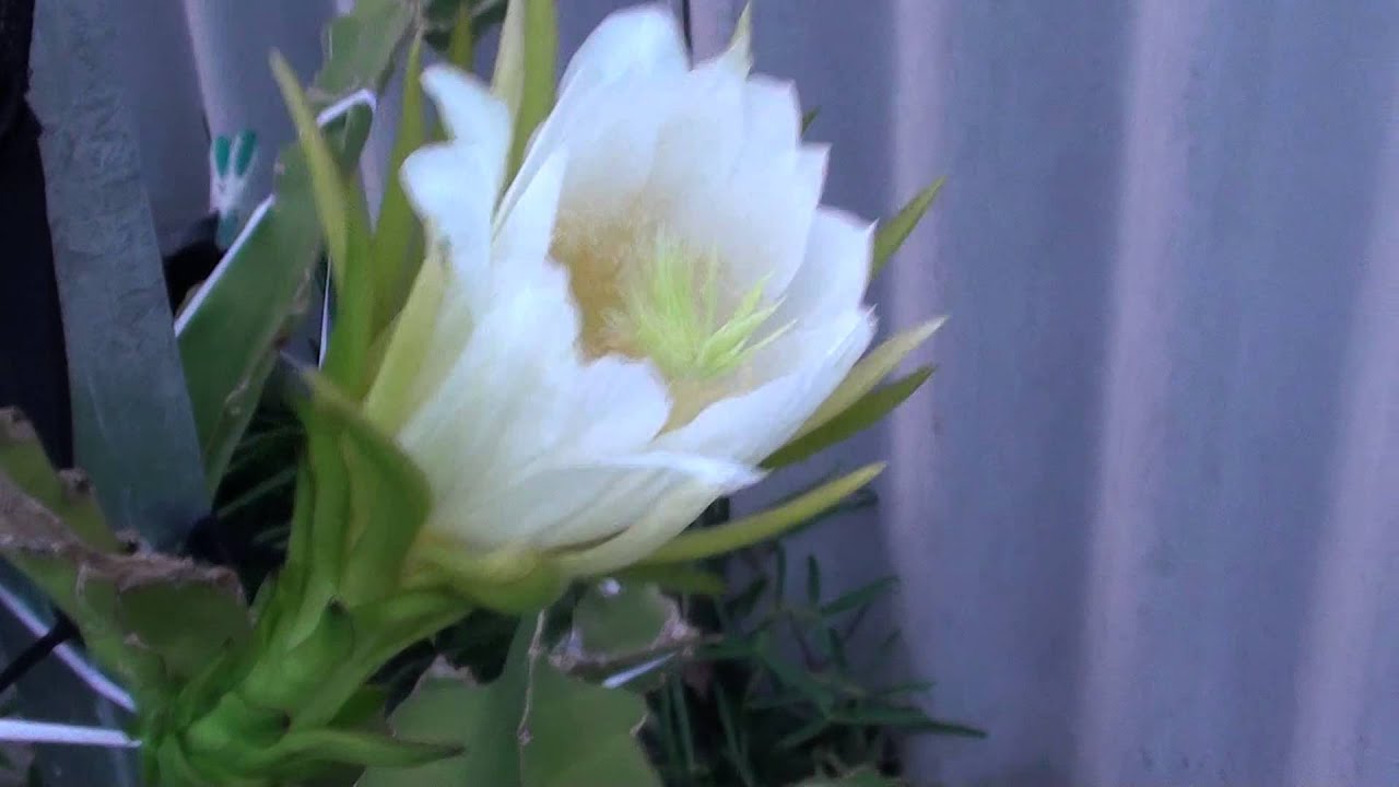 Dragon Fruit Tree: First Day of Flowering